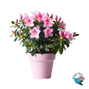 Pianta di Azalea