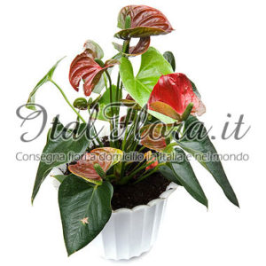 Spedizione fiori a Messina - Italflora