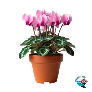 Pianta fiorita di ciclamino