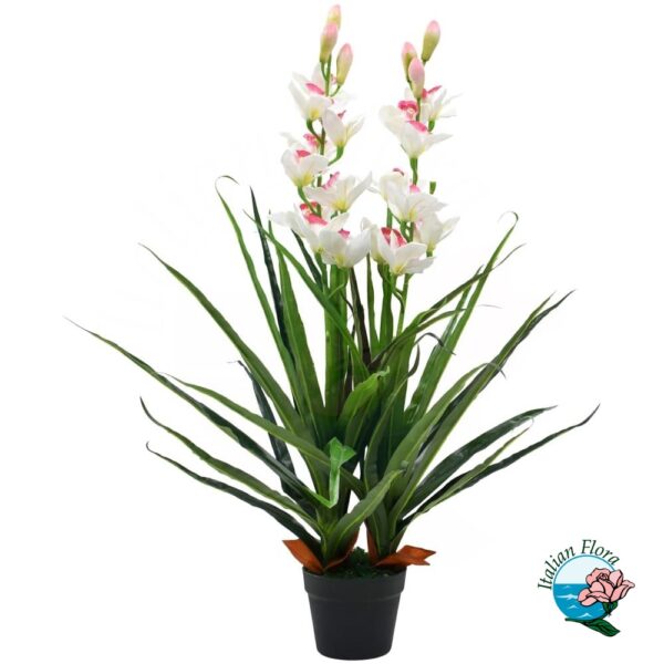 orchidea cymbidium