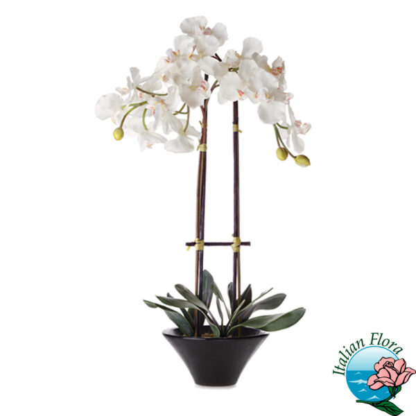 phalaenopsis bianca