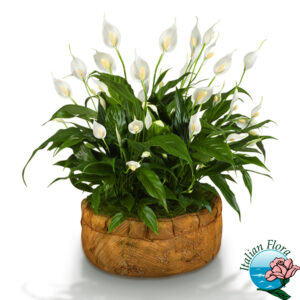 composizione di spathiphyllum