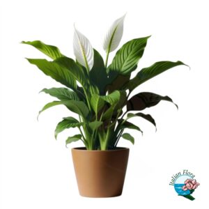 Pianta di spatiphilium