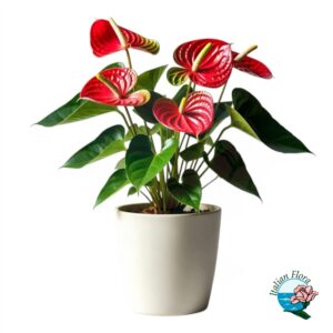 Anthurium rosso