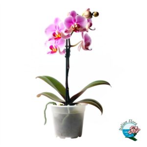 Orchidea 1 stelo Phalaenopsis rosa