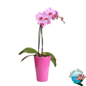 orchidea phalaenopsis rosa