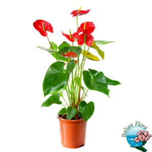pianta di anthurium rosso