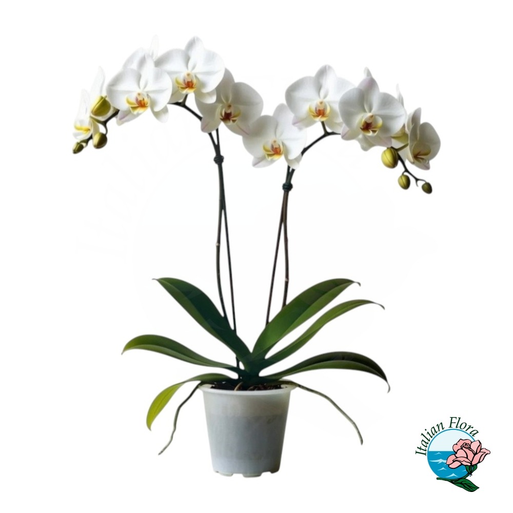 orchidea bianca