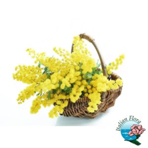 Cestino di mimose