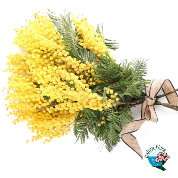 Mazzo di Mimosa