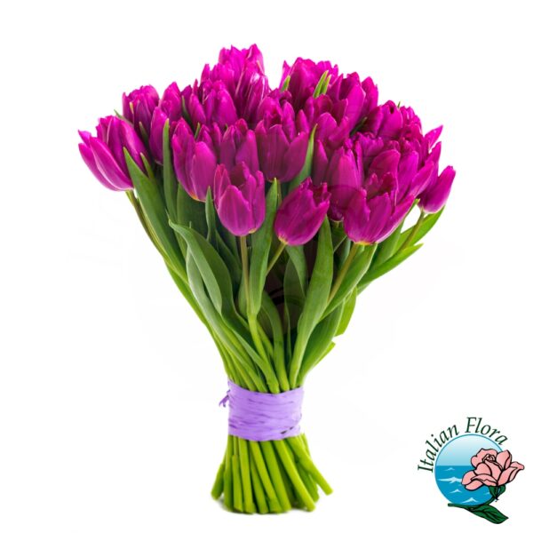 tulipani viola