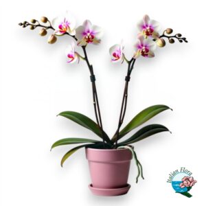 Phalaenopsys sfumata