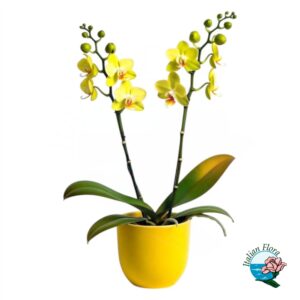 Phalaenopsys gialla