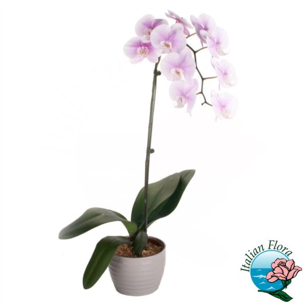 orchidea sfumata