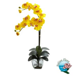 phalaenopsis gialla