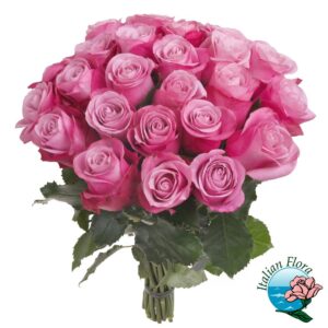 24 rose rosa
