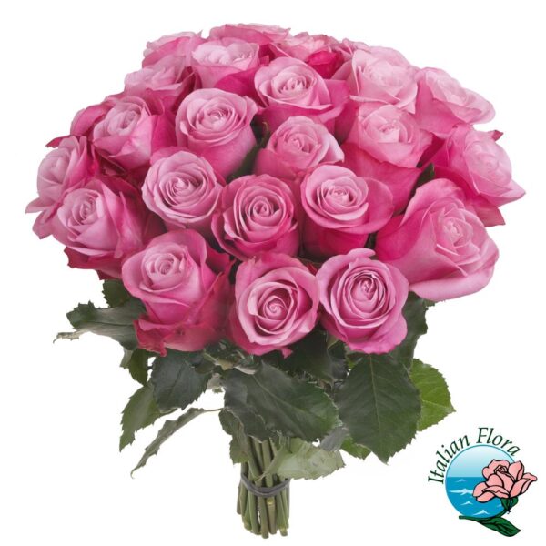 24 rose rosa