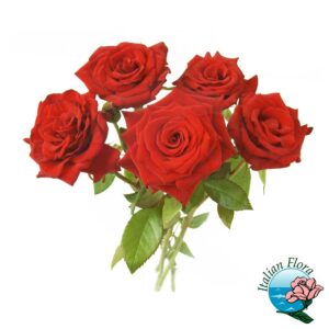 cinque rose rosse