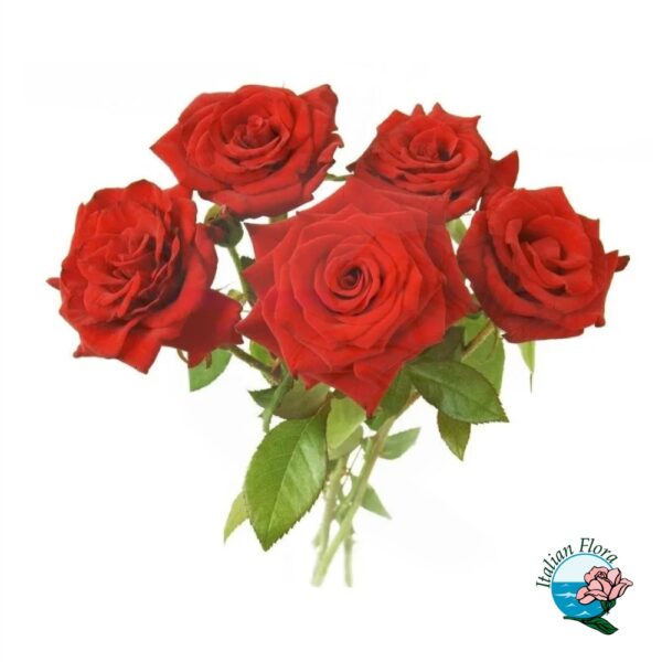 mazzo di 5 rose rosse