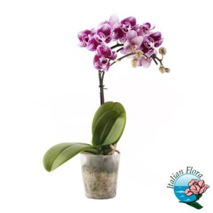 orchidea maculata viola