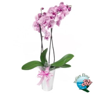 Pianta di phalaenopsis rosata