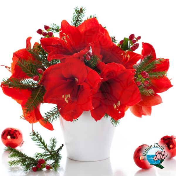 Composizione di amaryllis rossi