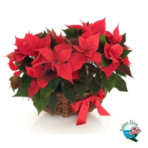 Cesto di stelle di Natale rosse