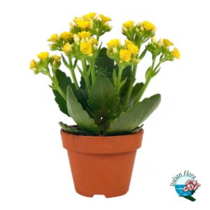 Pianta di Kalanchoe gialla