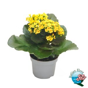 Pianta di Kalanchoe gialla