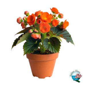Pianta di Begonia