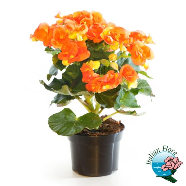 Pianta di Begonia