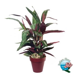 Pianta di calathea