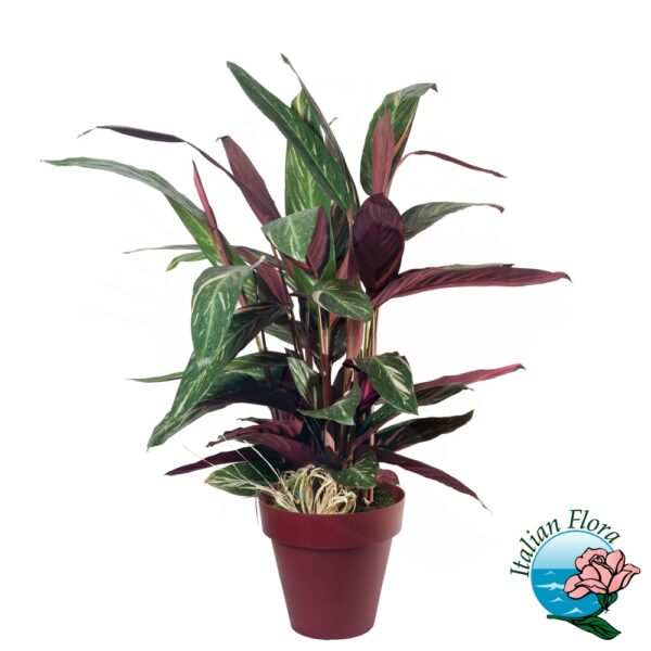 Pianta di calathea