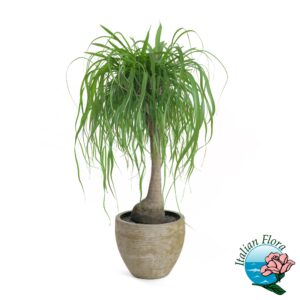 Pianta di Beaucarnea