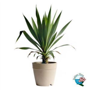 Pianta di Yucca