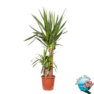 Pianta di Dracaena