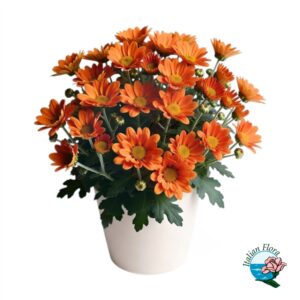 Pianta di crisantemo arancio