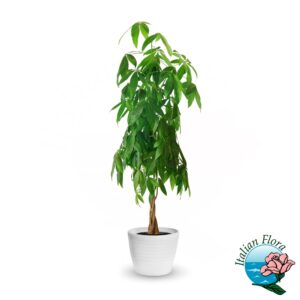 Pianta di Pachira