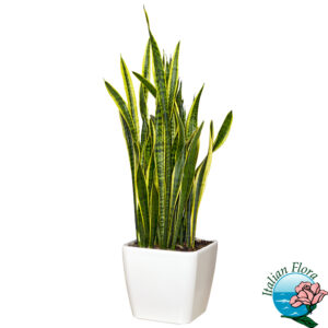 Pianta di Sansevieria