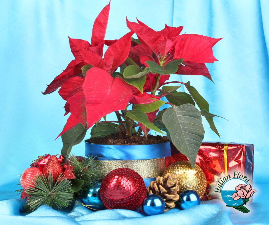 fiori per natale italflora