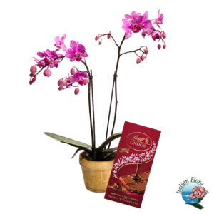 Pianta di orchidea rosa con tavoletta di cioccolato