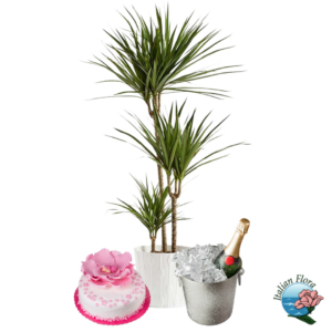 Pianta di Dracena con torta alla crema e spumante