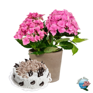 Pianta di ortensia con torta alla panna