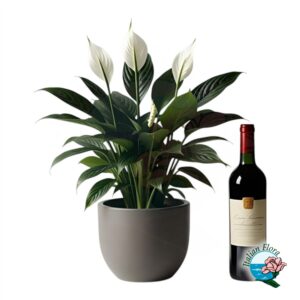 Pianta di Spathiphyllum con bottiglia di vino rosso