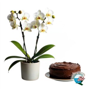 Pianta di orchidea bianca con torta al cioccolato