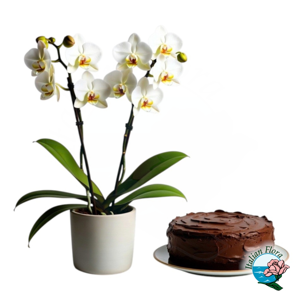 Pianta di orchidea bianca con torta al cioccolato