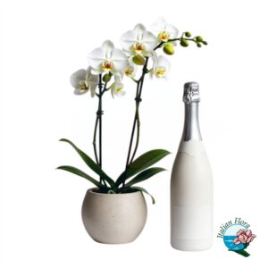 Pianta di orchidea bianca con bottiglia di spumante
