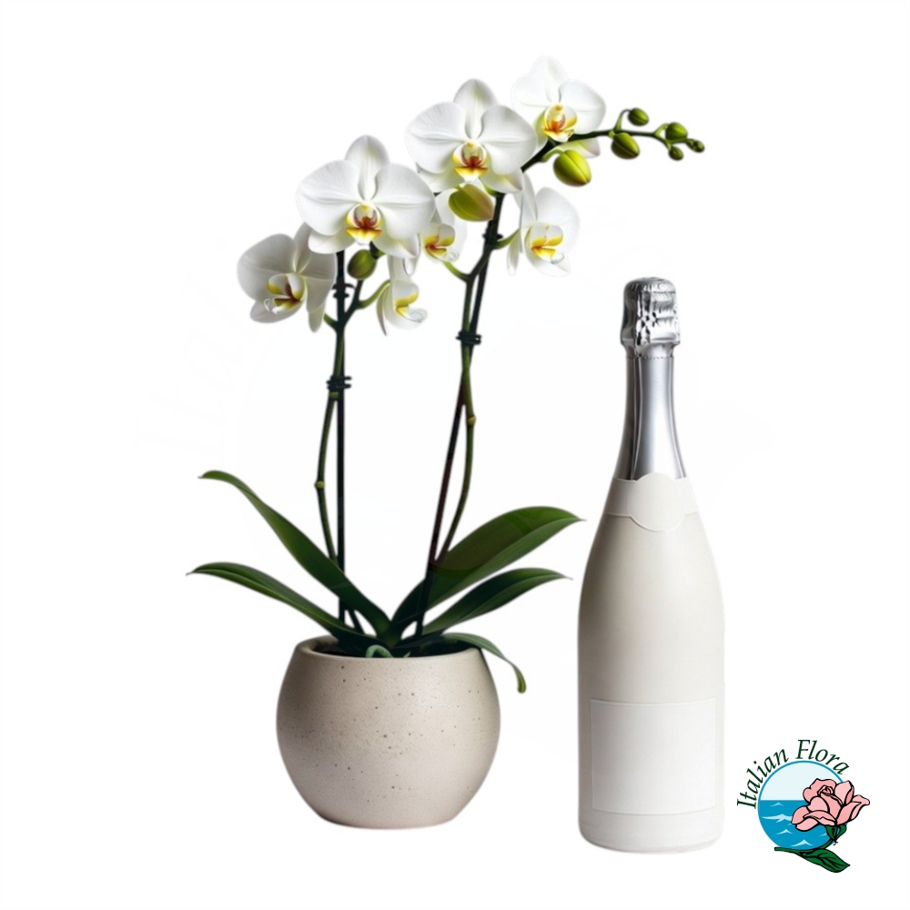 Pianta di orchidea bianca con bottiglia di spumante