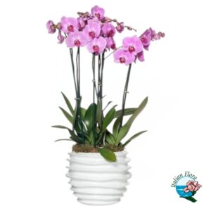 Composizione Orchidea Phalaenopsis 4 steli rosa