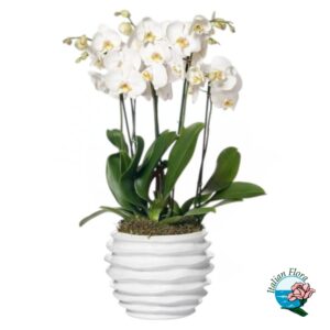 Composizione Orchidea Phalaenopsis 4 steli bianca